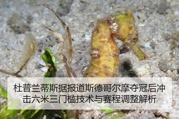 杜普兰蒂斯据报道斯德哥尔摩夺冠后冲击六米三门槛技术与赛程调整解析